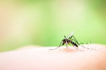 Tratamento da dengue