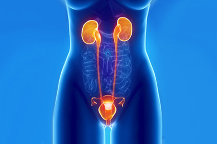 Resultado de imagem para SAÚDE E EQUILÍBRIO - Infecção urinária não tratada pode afetar os rins e até o sangue