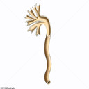 Ureter