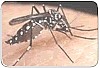 Dengue: saiba mais sobre a doen�a e como preveni-la