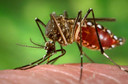 Dengue: saiba mais sobre a doen&ccedil;a e como preveni-la
