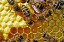 Picadas (ferroadas) de abelhas: quais são as consequências? Como se proteger?