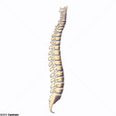 Coluna vertebral