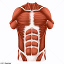 Parede Abdominal