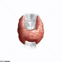 Tireoide