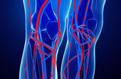 Dor, inchaço ou varizes? Descubra quando a ecografia vascular pode fazer a diferença