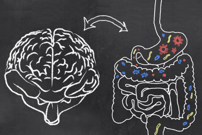 As rela&ccedil;&otilde;es entre intestino e c&eacute;rebro