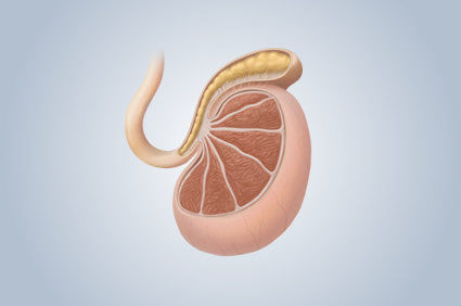 Espermatocele  entendendo o que acontece!