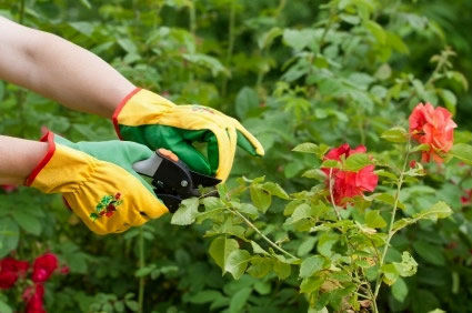 Esporotricose: como &eacute; esta doen&ccedil;a? Tem como preveni-la?