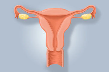 Histeroscopia: como &eacute; o exame?
