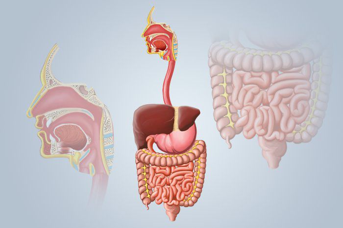 Manometria gastrointestinal