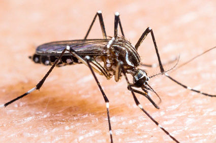O zika v&iacute;rus, a microcefalia e a s&iacute;ndrome de Guillain-Barr&eacute;