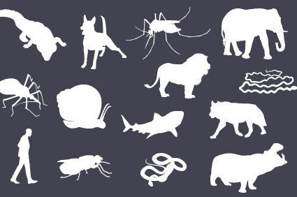 Os animais que mais matam no mundo