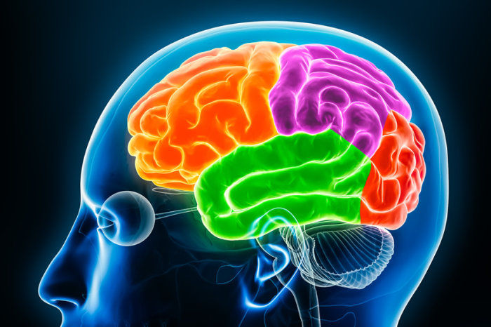 Prevenir o declínio cognitivo é possível e começa muito antes dos primeiros sintomas