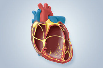 Saiba mais sobre as cardiopatias cong&ecirc;nitas