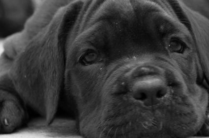 Um cachorro ou outro animal de estima&ccedil;&atilde;o melhora sua sa&uacute;de?