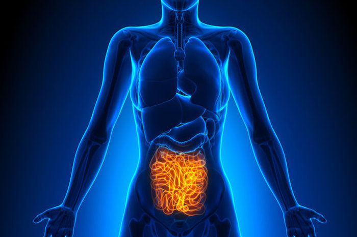 Zonulina intestinal: o que é e para que serve?