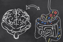 As relações entre intestino e cérebro