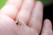 Dengue, Zika, Chikungunya e Mayaro - diferenciando os sintomas