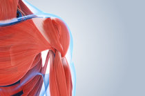 Lesões musculares: causas, tipos e mecanismos de recuperação