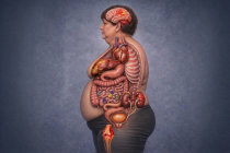 O que significa o ganho de peso para o nosso organismo? Como a gordura afeta cada órgão ao longo do tempo? O que significa o ganho de peso para o nosso organismo? Como a gordura afeta cada órgão ao longo do tempo?