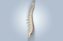 Polilaminina: a nova esperan&ccedil;a para regenerar a medula espinhal ap&oacute;s les&otilde;es graves