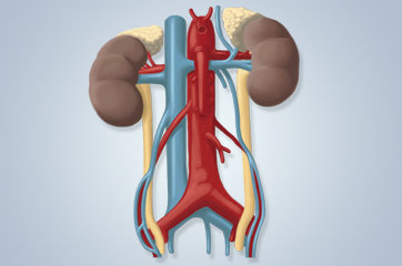 Avaliação da função renal
