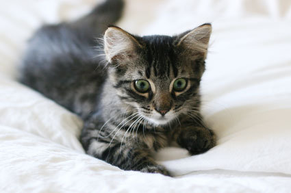 Doença da arranhadura de gato