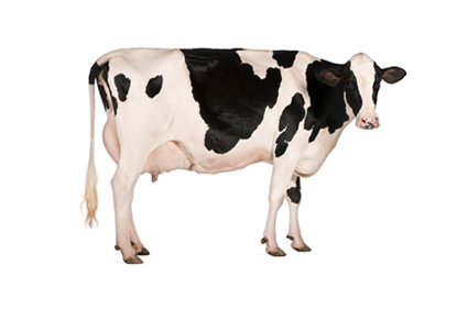 Doen&ccedil;a da vaca louca em humanos