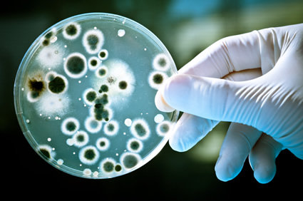 O que são bactérias? Onde elas vivem? O que elas podem causar aos seres humanos? Elas podem ser úteis? O que é um antibiograma?