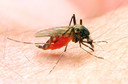 Conhecendo a malária
