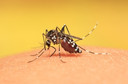 Dengue: saiba mais sobre a doença e como preveni-la