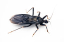 Doença de Chagas: o que saber sobre ela?