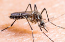 O zika vírus, a microcefalia e a síndrome de Guillain-Barré